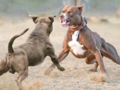 Decenas de pitbulls incautados en el condado de Morgan en relación con peleas de perros Decenas de pitbulls incautados en el condado de Morgan en relación con peleas de perros