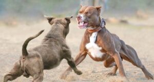 Decenas de pitbulls incautados en el condado de Morgan en relación con peleas de perros Decenas de pitbulls incautados en el condado de Morgan en relación con peleas de perros