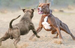 Decenas de pitbulls incautados en el condado de Morgan en relación con peleas de perros Decenas de pitbulls incautados en el condado de Morgan en relación con peleas de perros