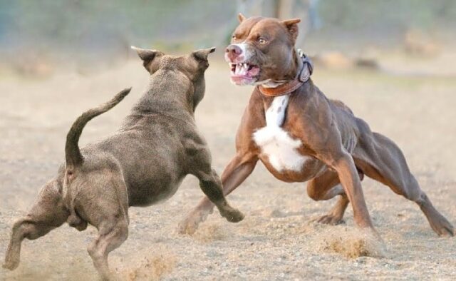 Decenas de pitbulls incautados en el condado de Morgan en relación con peleas de perros