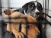 Suspenden adopciones de perros en Pell City por caso confirmado de moquillo canino Suspenden adopciones de perros en Pell City por caso confirmado de moquillo canino