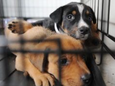 Suspenden adopciones de perros en Pell City por caso confirmado de moquillo canino Suspenden adopciones de perros en Pell City por caso confirmado de moquillo canino