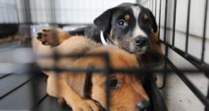 Suspenden adopciones de perros en Pell City por caso confirmado de moquillo canino Suspenden adopciones de perros en Pell City por caso confirmado de moquillo canino