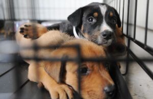 Suspenden adopciones de perros en Pell City por caso confirmado de moquillo canino Suspenden adopciones de perros en Pell City por caso confirmado de moquillo canino