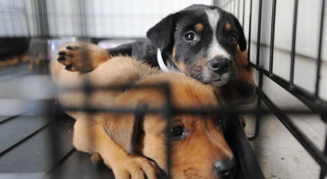 Suspenden adopciones de perros en Pell City por caso confirmado de moquillo canino Suspenden adopciones de perros en Pell City por caso confirmado de moquillo canino