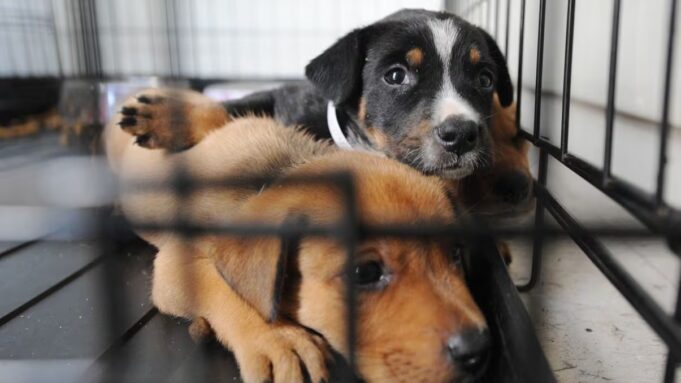 Suspenden adopciones de perros en Pell City por caso confirmado de moquillo canino Suspenden adopciones de perros en Pell City por caso confirmado de moquillo canino