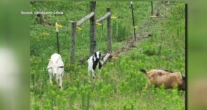Un hombre ofrece recompensa por el asaltante que mató a sus cabras Un hombre ofrece recompensa por el asaltante que mató a sus cabras