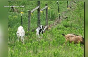 Un hombre ofrece recompensa por el asaltante que mató a sus cabras Un hombre ofrece recompensa por el asaltante que mató a sus cabras