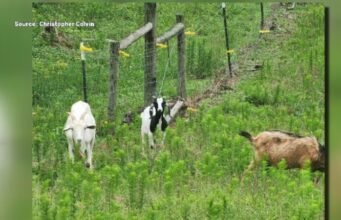 Un hombre ofrece recompensa por el asaltante que mató a sus cabras Un hombre ofrece recompensa por el asaltante que mató a sus cabras