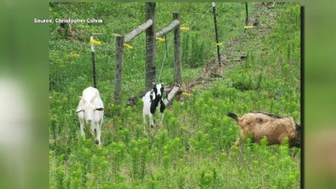 Un hombre ofrece recompensa por el asaltante que mató a sus cabras Un hombre ofrece recompensa por el asaltante que mató a sus cabras