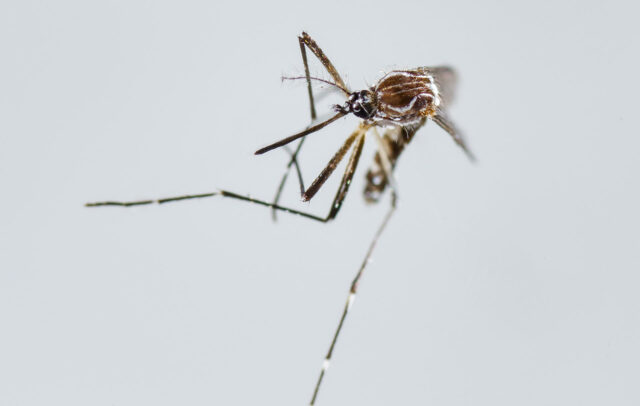 Brote de fiebre chikunguña en sureste de China con casi 500 casos
