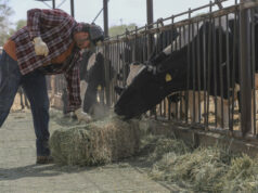 Cierre fronterizo al ganado mexicano eleva precios actuales y futuros en EE.UU. Cierre fronterizo al ganado mexicano eleva precios actuales y futuros en EE.UU.