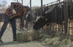 Cierre fronterizo al ganado mexicano eleva precios actuales y futuros en EE.UU. Cierre fronterizo al ganado mexicano eleva precios actuales y futuros en EE.UU.