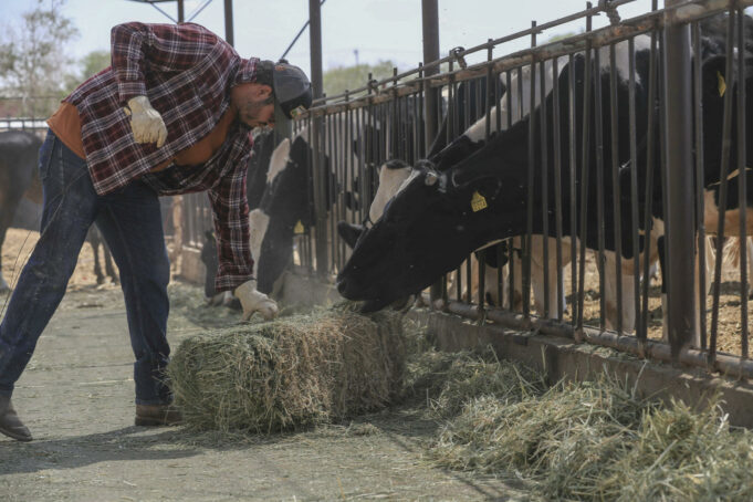 Cierre fronterizo al ganado mexicano eleva precios actuales y futuros en EE.UU. Cierre fronterizo al ganado mexicano eleva precios actuales y futuros en EE.UU.