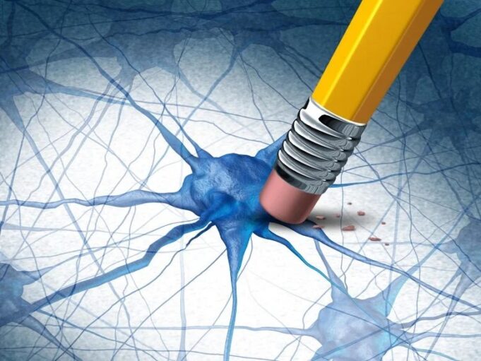 Científicos descubren compuestos naturales que eliminan las proteínas del Alzheimer Científicos descubren compuestos naturales que eliminan las proteínas del Alzheimer