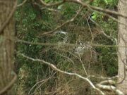 Condado de Cleburne de luto por la pérdida de un joven en inundaciones Condado de Cleburne de luto por la pérdida de un joven en inundaciones