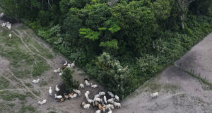 Autoridades brasileñas incautan 7.000 reses criadas en zonas de deforestación ilegal Autoridades brasileñas incautan 7.000 reses criadas en zonas de deforestación ilegal