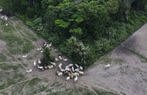Autoridades brasileñas incautan 7.000 reses criadas en zonas de deforestación ilegal Autoridades brasileñas incautan 7.000 reses criadas en zonas de deforestación ilegal
