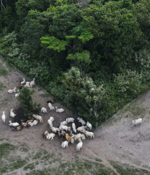 Autoridades brasileñas incautan 7.000 reses criadas en zonas de deforestación ilegal Autoridades brasileñas incautan 7.000 reses criadas en zonas de deforestación ilegal