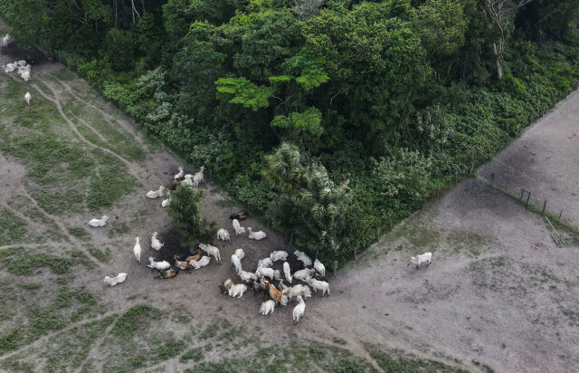 Autoridades brasileñas incautan 7.000 reses criadas en zonas de deforestación ilegal