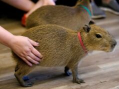 Florida abrirá un ‘Café Capibara’ para apoyar la conservación y el éxito Florida abrirá un 'Café Capibara' para apoyar la conservación y el éxito