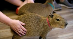 Florida abrirá un ‘Café Capibara’ para apoyar la conservación y el éxito Florida abrirá un 'Café Capibara' para apoyar la conservación y el éxito