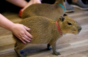 Florida abrirá un ‘Café Capibara’ para apoyar la conservación y el éxito Florida abrirá un 'Café Capibara' para apoyar la conservación y el éxito