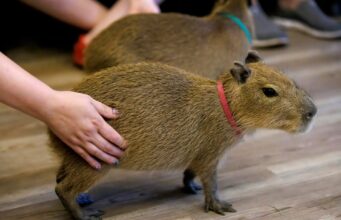 Florida abrirá un ‘Café Capibara’ para apoyar la conservación y el éxito Florida abrirá un 'Café Capibara' para apoyar la conservación y el éxito