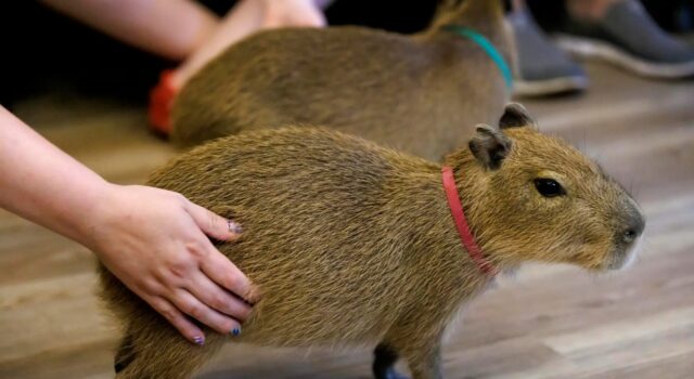 Florida abrirá un ‘Café Capibara’ para apoyar la conservación y el éxito Florida abrirá un 'Café Capibara' para apoyar la conservación y el éxito