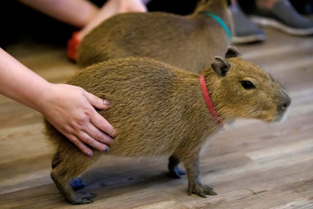 Florida abrirá un 'Café Capibara' para apoyar la conservación y el éxito