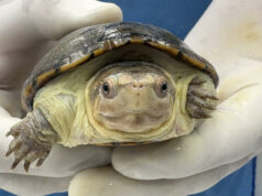 México ha logrado la reproducción en cautiverio de la tortuga más pequeña del mundo México ha logrado la reproducción en cautiverio de la tortuga más pequeña del mundo