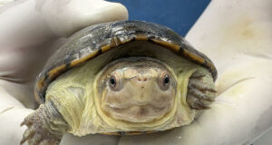 México ha logrado la reproducción en cautiverio de la tortuga más pequeña del mundo México ha logrado la reproducción en cautiverio de la tortuga más pequeña del mundo