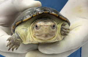 México ha logrado la reproducción en cautiverio de la tortuga más pequeña del mundo México ha logrado la reproducción en cautiverio de la tortuga más pequeña del mundo