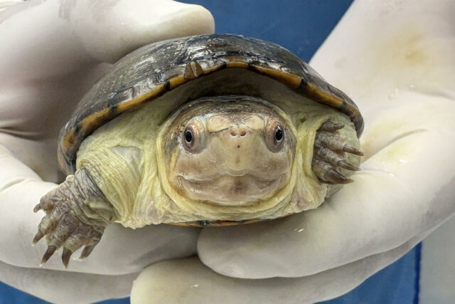 México ha logrado la reproducción en cautiverio de la tortuga más pequeña del mundo