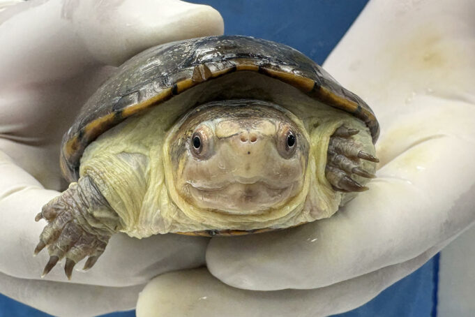 México ha logrado la reproducción en cautiverio de la tortuga más pequeña del mundo México ha logrado la reproducción en cautiverio de la tortuga más pequeña del mundo