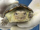 México ha logrado la reproducción en cautiverio de la tortuga más pequeña del mundo México ha logrado la reproducción en cautiverio de la tortuga más pequeña del mundo