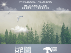 El Alabama Wildlife Center lanza la campaña “100 días para volar” con una meta de $200,000 para la atención de aves El Alabama Wildlife Center lanza la campaña "100 días para volar" con una meta de $200,000 para la atención de aves