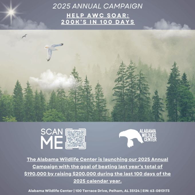 El Alabama Wildlife Center lanza la campaña “100 días para volar” con una meta de $200,000 para la atención de aves El Alabama Wildlife Center lanza la campaña "100 días para volar" con una meta de $200,000 para la atención de aves