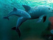 México y ONG avistan entre siete y diez ejemplares de vaquita marina México y ONG avistan entre siete y diez ejemplares de vaquita marina