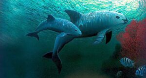 México y ONG avistan entre siete y diez ejemplares de vaquita marina México y ONG avistan entre siete y diez ejemplares de vaquita marina