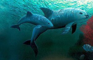 México y ONG avistan entre siete y diez ejemplares de vaquita marina México y ONG avistan entre siete y diez ejemplares de vaquita marina