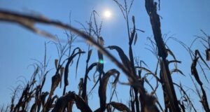 La sequía en Alabama se agrava: niveles de agua bajan, peligro de incendios sube La sequía en Alabama se agrava: niveles de agua bajan, peligro de incendios sube