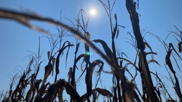 La sequía en Alabama se agrava: niveles de agua bajan, peligro de incendios sube