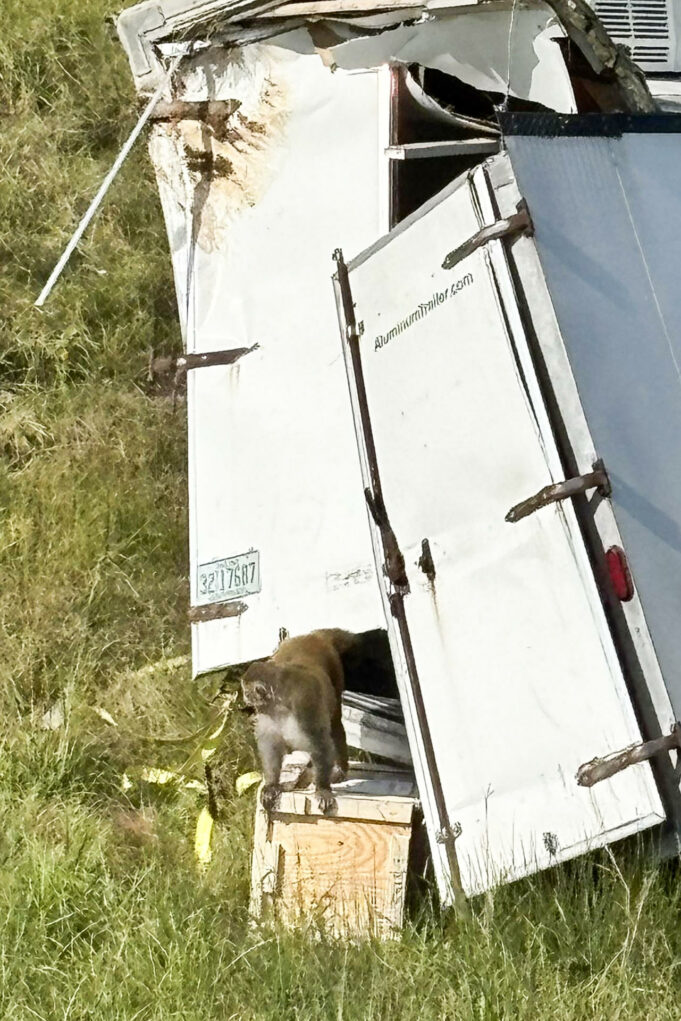 Mono de laboratorio escapa en Misisipi tras accidente de un camión en EE.UU. Mono de laboratorio escapa en Misisipi tras accidente de un camión en EE.UU.