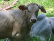 Nuevo caso de gusano barrenador interceptado en ganado en Querétaro, México Nuevo caso de gusano barrenador interceptado en ganado en Querétaro, México