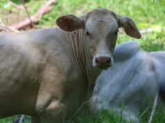 Nuevo caso de gusano barrenador interceptado en ganado en Querétaro, México Nuevo caso de gusano barrenador interceptado en ganado en Querétaro, México