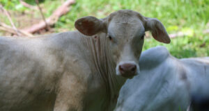 Nuevo caso de gusano barrenador interceptado en ganado en Querétaro, México Nuevo caso de gusano barrenador interceptado en ganado en Querétaro, México