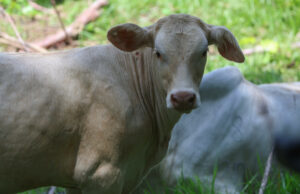 Nuevo caso de gusano barrenador interceptado en ganado en Querétaro, México Nuevo caso de gusano barrenador interceptado en ganado en Querétaro, México