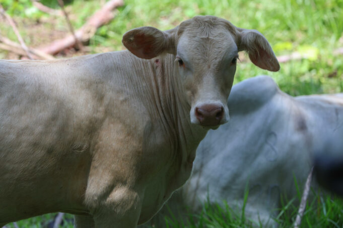 Nuevo caso de gusano barrenador interceptado en ganado en Querétaro, México Nuevo caso de gusano barrenador interceptado en ganado en Querétaro, México
