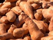 Batatas gratis antes del Día de Acción de Gracias en el condado de Pickens Batatas gratis antes del Día de Acción de Gracias en el condado de Pickens